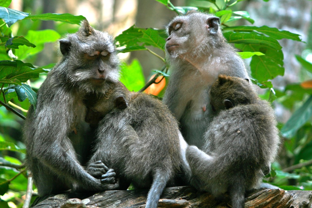 simios-familia-selva-bali-Indonesia